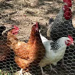 Bed & Breakfast 1 Ou 2 Doubles Avec Piscine